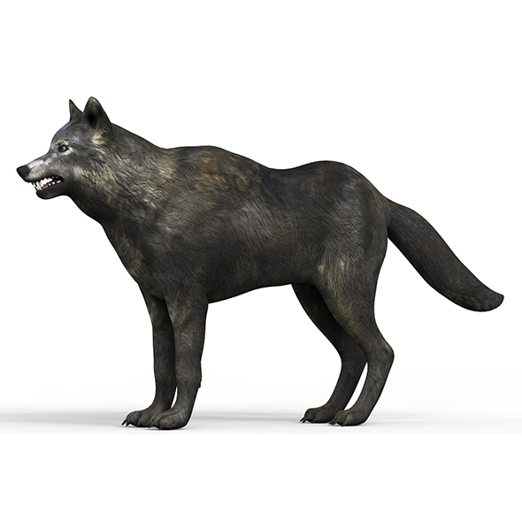 Black Wolf With - 3Docean 33741947