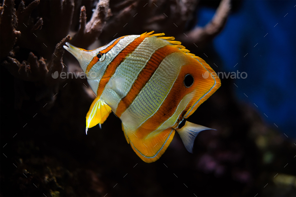 Copperband butterflyfish Chelmon rostratus - Stock Photo - Images