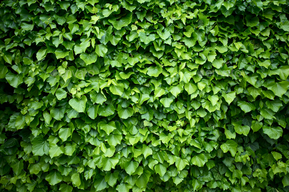 Wall in the hedera helix ivy plant - Stock Photo - Images