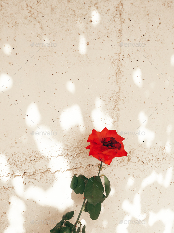 Stylish natural wallpaper. Roses and sunlight shadows. Minimalist aesthetic