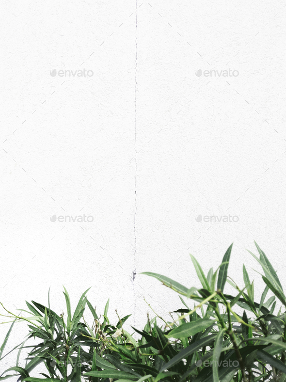 Fashion natural bio wallpaper Plant on white wall background Minimalist  aesthetic Stock Photo by EvgeniyaPorechenskaya