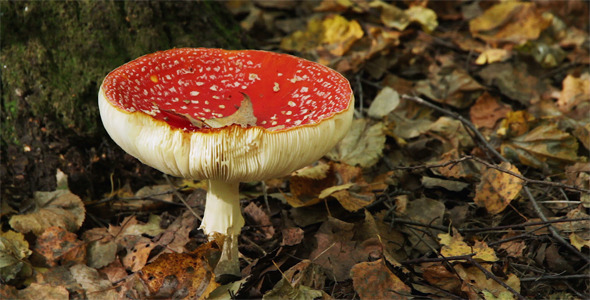 Big Red Fly Agaric