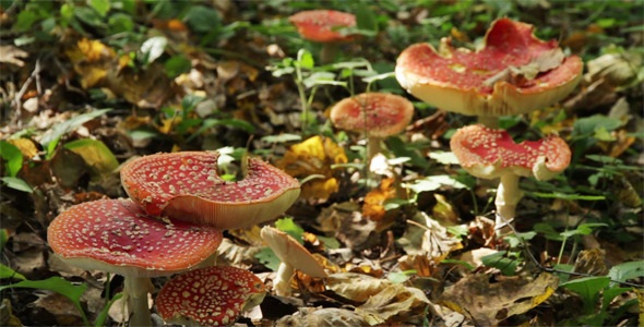 Colony of Red Fly Agaric Mushrooms 2