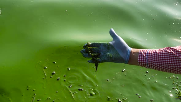 closeup of hand in protective glove scoops river water infected with green algae alt