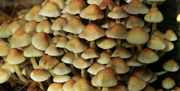 Colony Of Yellow Mushrooms Close Up