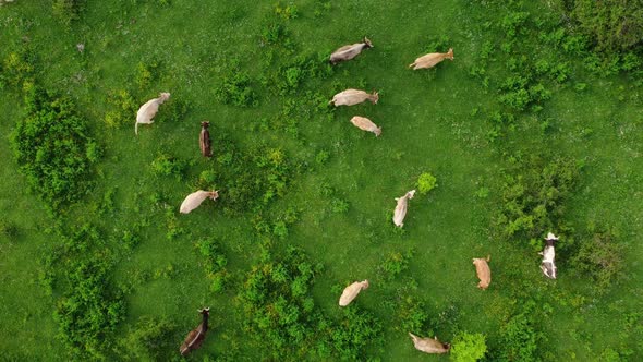 Aerial view of free grazing cows on a natural pastureland