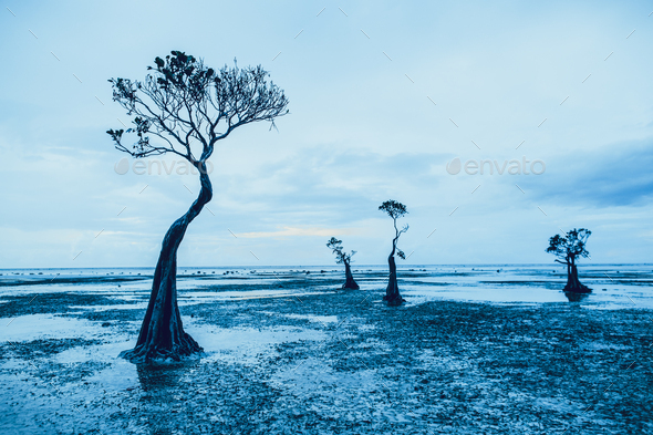 Graceful silhouettes of the mangrove trees. Sumba - Stock Photo - Images