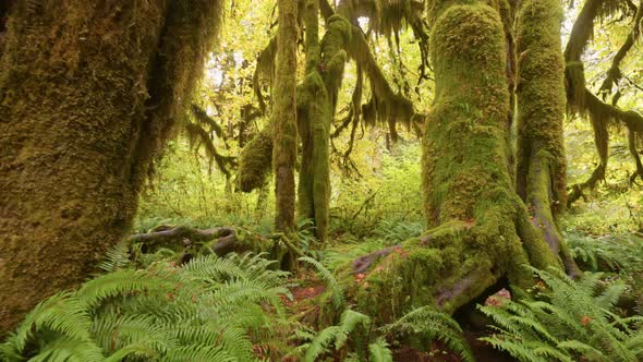 Rain Forest in Olympic National Park Washington United States alt