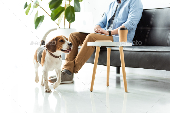 cropped image of male freelancer working on laptop while beagle running near table with coffee cup