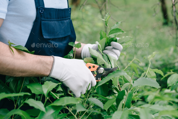 partial view of gardener in gloves trimming bush with pruner in garden