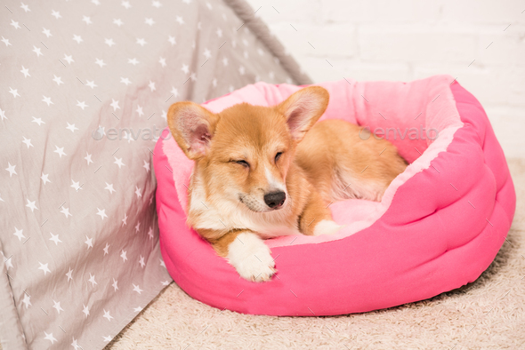 corgi dog bed