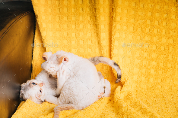 Two Funny Small Little White Devon Rex Kittens Kitty Cats Play Together On Yellow Plaid Background
