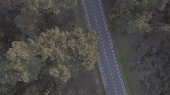 Forest Lonely Road alt