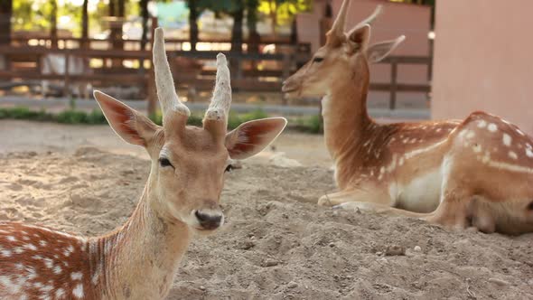 Beautiful deers in zoo