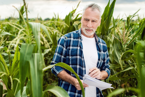 Portrait of a senior farmer standing in a corn field taking control of the yield