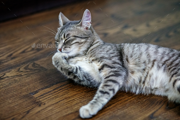 Gray striped cat sleeps on the floor. The concept of pets.