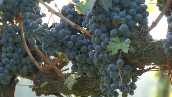 Vineyard grape vine in agriculture, organic grapevine fruit viticulture alt