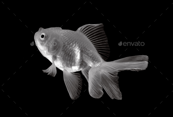 white gold fish isolated on black