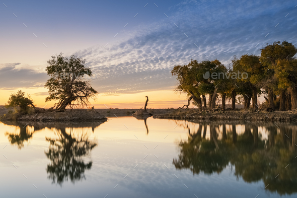 old poplar trees by the pond in autumn dusk - Stock Photo - Images
