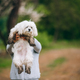 Beautiful woman holding a dog in her arms - PhotoDune Item for Sale