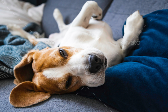 Funny Beagle dog tired sleeps on a couch