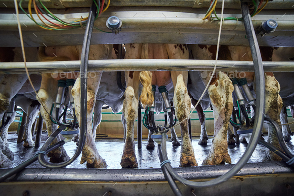 Udders of a cow connected to a milking machine on a dairy farm Stock ...