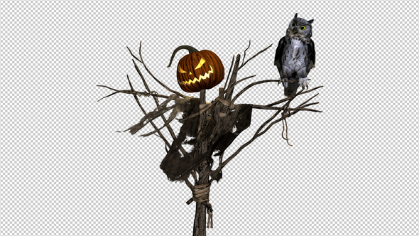 Pumpkin Scarecrow and Horned Owl - Transparent Loop