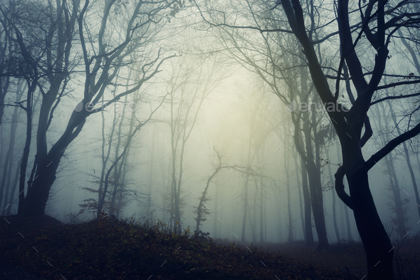 Dark Halloween forest background with fog and twisted trees Stock Photo ...