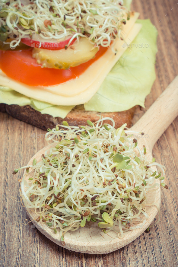Alfalfa and radish sprouts and wholegrain sandwich with cheese
