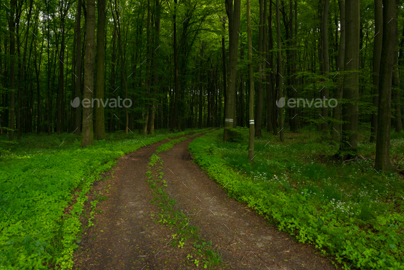 Forest in South Moravia