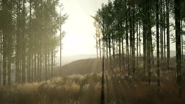 Green Bamboo Forest in Hills alt