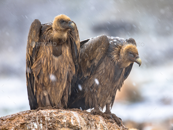 Griffon vulture couple perched on rock - Stock Photo - Images
