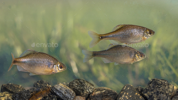 European bitterling natural environment - Stock Photo - Images