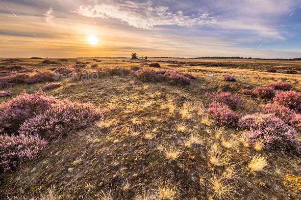 Blooming heath landscape scenery of heathland - Stock Photo - Images