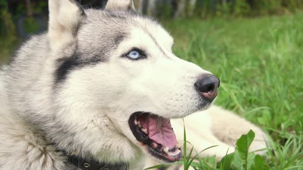 A Closeup Husky Dog a Dog with Blue Eyes and White Gray Hair Lies on the Green Grass