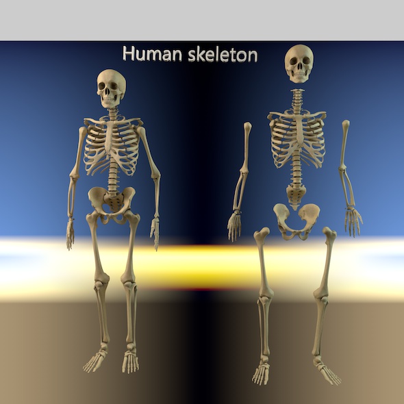 Human skeleton with - 3Docean 33884208