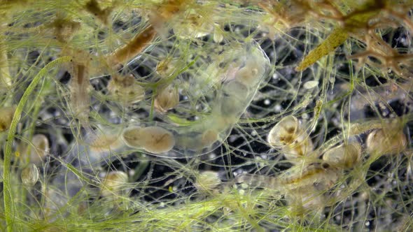 There are Many Different Microorganisms in a Drop of Water Under a Microscope alt