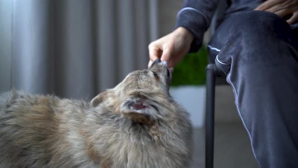 Fluffy Dog Spitz Stands in the Kitchen Under the Table Near the Feet of the Hostess alt