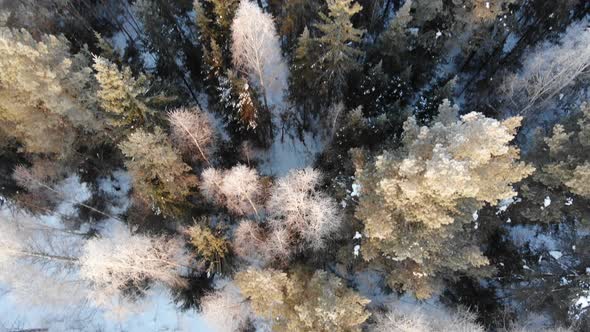 Beautiful Winter Forest In The Morning