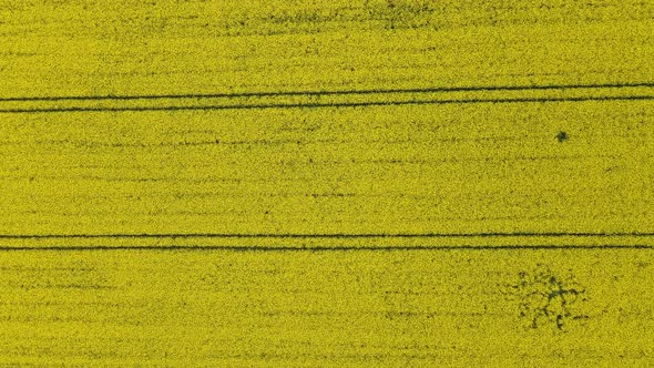 Straight tracks leading through a gigantic rapeseed field in Europe. Descending aerial top down view alt