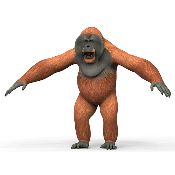 Orangutan With PBR - 3Docean 33897934