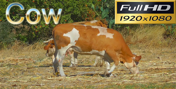 Cows HD alt