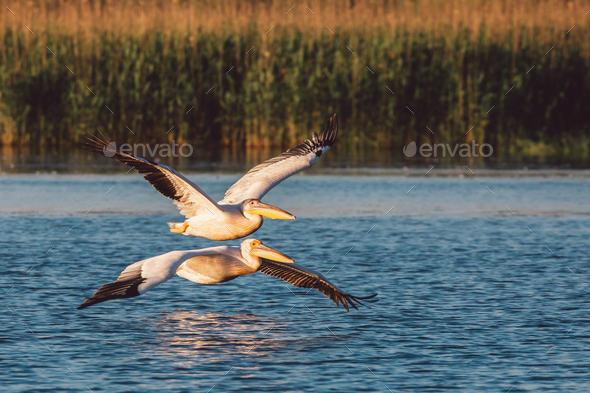 Pelicans - Stock Photo - Images