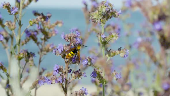 Big, amazing hornet on a purple flower
