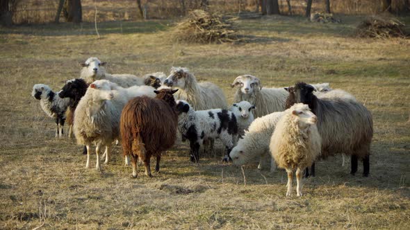 Sheep Grazing in the Spring Meadow alt