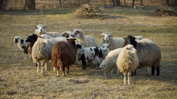 Sheep Grazing in the Spring Meadow