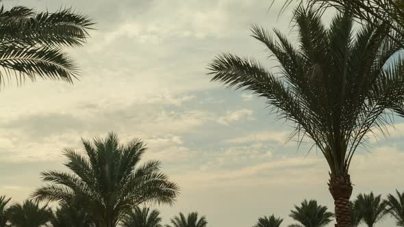 Palm Tree Sky Cloud Time Lapse in the Morning alt