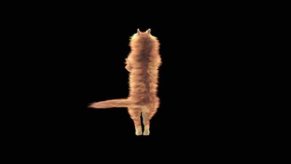 Cat Dancing HD alt