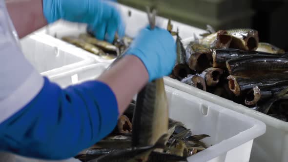 Fish Strung on a Skewer for Smoking. Fish Processing Plant. Fish of Cold Hot Smoked. Sea Food alt