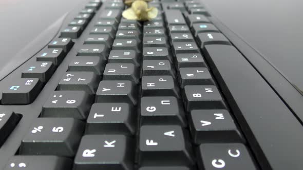 Snail on the keyboard and internet speed.